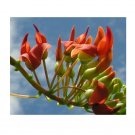 Super Strongylodon Siderospermus Very Rare Seeds Pcs 1 Seed Reunion Red
