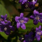 Super Wigandia Caracasana Rare Seeds Pcs 8 Wigandie From Caracas