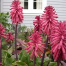 Super Forest Lily Rare Seeds Pcs 3 Veltheimia Bracteata
