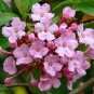 Super Luculia Gratissima Rosea Rare Seeds Pcs 12 Himalayan Snowball
