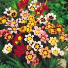 Super Harlequin Flower Seeds Pcs 6 Sparaxis Tricolor
