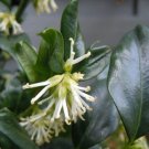 Super Sweet Box Rare Seeds Pcs 8 Sarcococca Confusa Fragrant