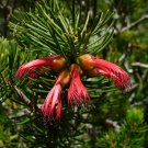 Super Dense Claw Flower Rare Seeds Pcs 8 De Calothamnus Pinifolius