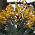 Super Rare Aloes Seeds Pcs 4 Of Aloe Marlothii