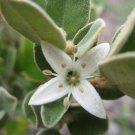 Super Native Fuchsia Rare Seeds Pcs 4 Australian Fuchsia Correa Alba