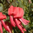 Super Cockies Tongue Rare Seeds Pcs 4 Of Templetonia Retusa