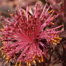 Super Rose Cone Flower Rare Seeds Pcs 4 Isopogon Dubius