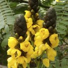 Super Peanut Butter Cassia Seeds Pcs 5 Plante Popcorn Senna Didymobotrya