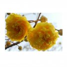 Super Buttercup Tree Seeds Pcs 3 Brazil Rose Cochlospermum Vitifolium