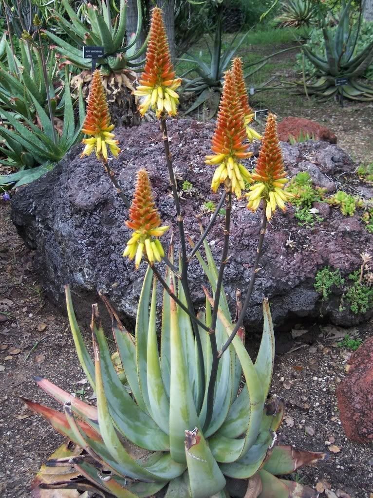 Super Rare Seeds Pcs 4 Of Aloe Cryptopoda