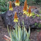 Super Rare Seeds Pcs 4 Of Aloe Cryptopoda