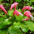 Super Rare Seeds Pcs 8 Centropogon Cornutus
