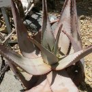 Super Kaoko Aloe From Namibia Very Rare Seeds Pcs 4 Aloe Kaokoensis