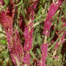 Super Corky Bark Honey Myrtle Rare Seeds Pcs 40 Melaleuca Suberosa