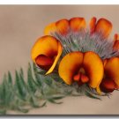 Super Mop Bush Pea Rare Seeds Pcs 8 Urodon Dasyphyllus