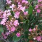 Super Indian Hawthorn Rare Seeds Pcs 2 Rhaphiolepis Indica