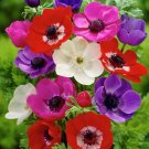 Super Anemone Coronaria Seeds Pcs 6 Anemone De Caen