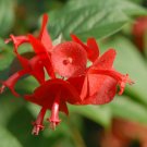 Super Chinese Hat Rare Seeds Pcs 3 Umbrella Flower Holmskioldia Sanguinea