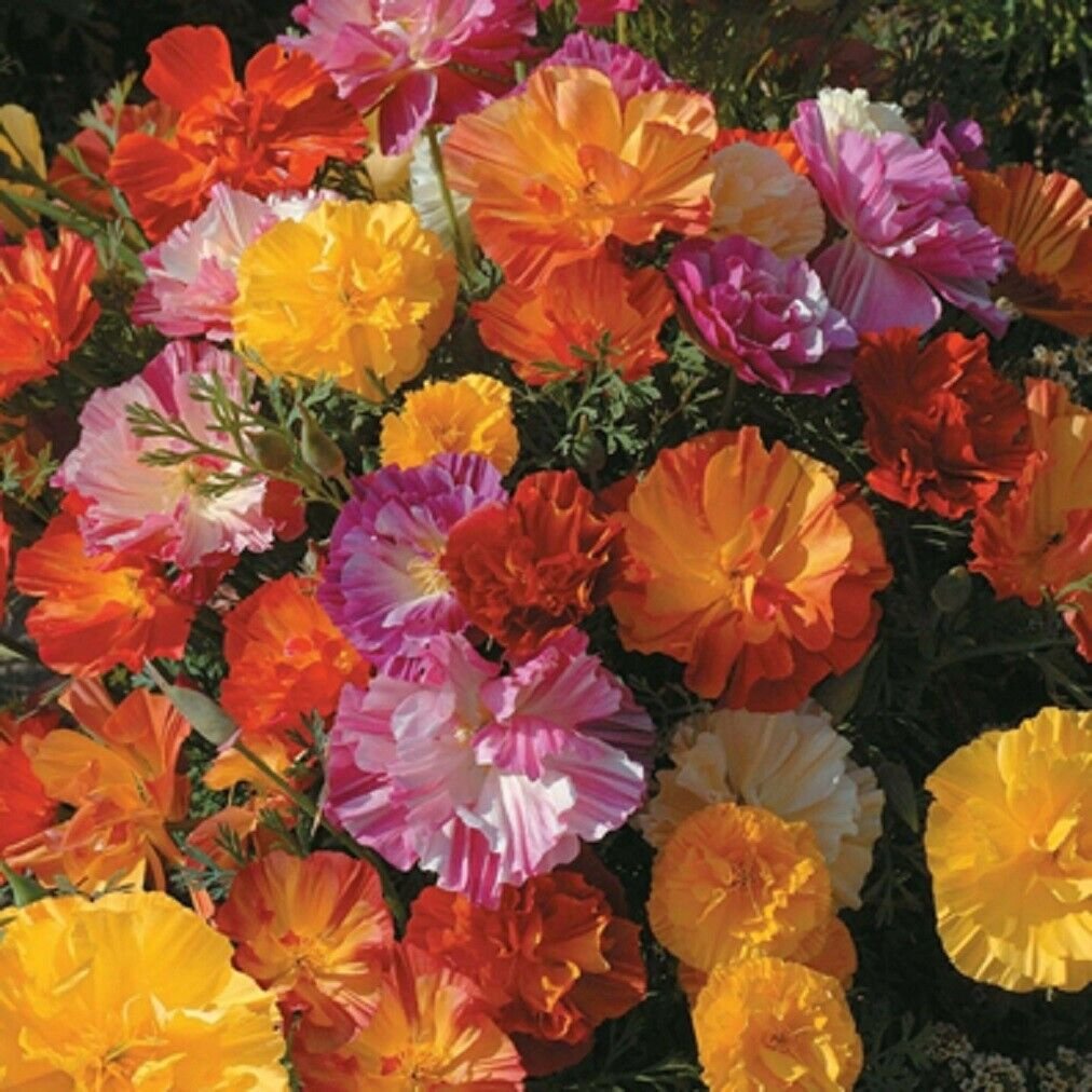 Super Eschscholzia Californica Seeds Pcs 40 California Poppy Double Mix