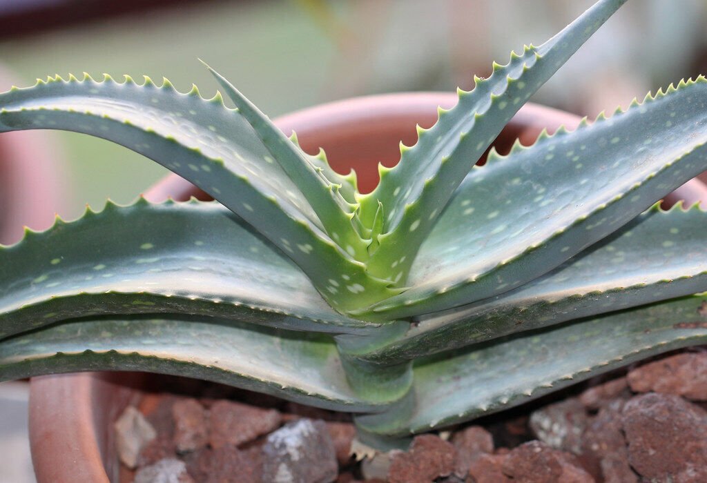 Super Rare Seeds Pcs 8 Of Aloe Megalacantha