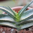 Super Rare Seeds Pcs 8 Of Aloe Megalacantha