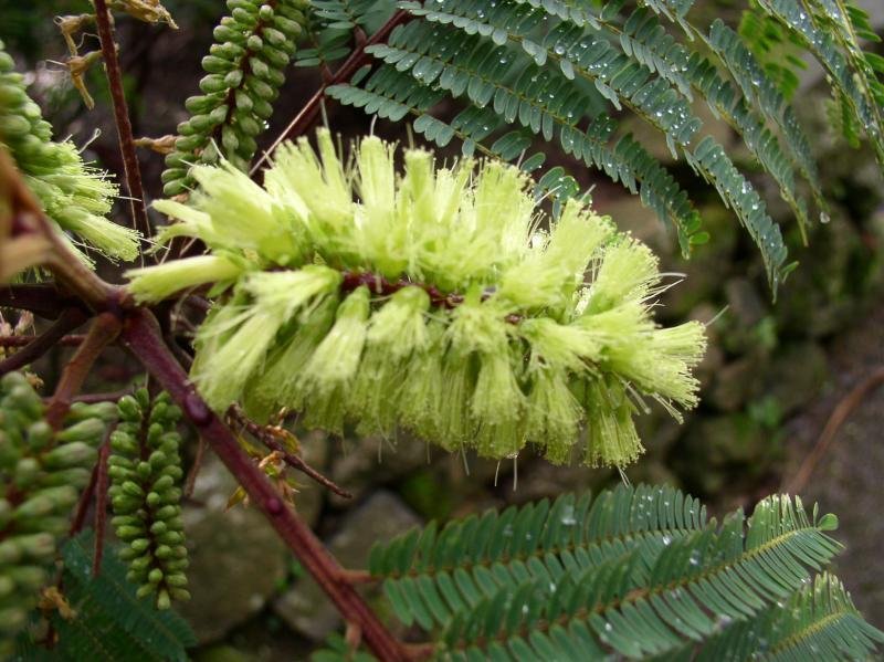 Super Plume Albizia Seeds Pcs 10 Albizzie a Crete Paraserianthes Lophanta