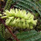 Super Plume Albizia Seeds Pcs 10 Albizzie a Crete Paraserianthes Lophanta