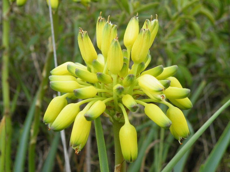 Super Rare Seeds Pcs 4 Of Aloe Kraussii