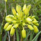 Super Rare Seeds Pcs 4 Of Aloe Kraussii