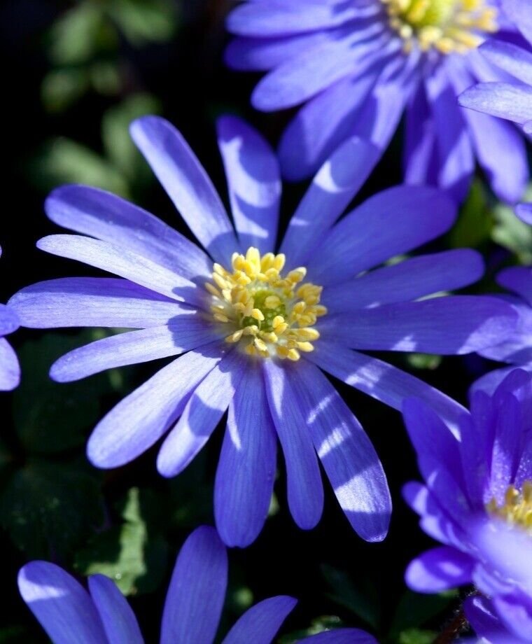 Super Winter Windflower Seeds Pcs 6 Bulbs Blue Greek Anemon White Anemone