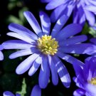 Super Winter Windflower Seeds Pcs 6 Bulbs Blue Greek Anemon White Anemone