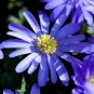 Super Winter Windflower Seeds Pcs 6 Bulbs Blue Greek Anemon White Anemone
