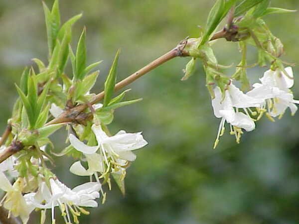 Super Lonicera Fragrantissima Seeds Pcs 12 Winter Honeysuckle