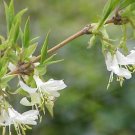 Super Lonicera Fragrantissima Seeds Pcs 12 Winter Honeysuckle