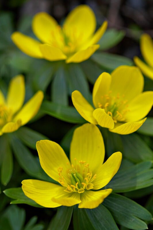 Super Winter Aconite Seeds Pcs 8 Helleborine Eranthis Hyemalis