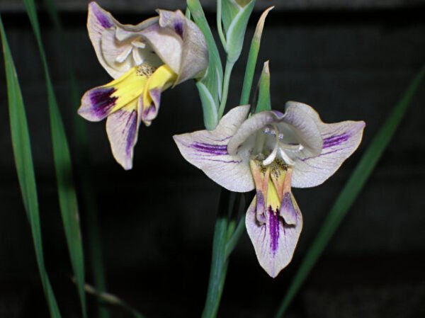 Super Blue Afrikaner Seeds Pcs 5 South African Gladiolus Carinatus