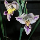 Super Blue Afrikaner Seeds Pcs 5 South African Gladiolus Carinatus