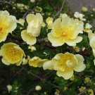 Super Manchu Pink Rare Seeds Pcs 6 Yellow China Rose Rosa Hugonis