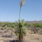 Super Rare Seeds Pcs 5 Of Yucca Elata Rustic