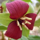 Super Trillium Erectum Seeds Pcs 4 Of Trille Rouge Wake Robin