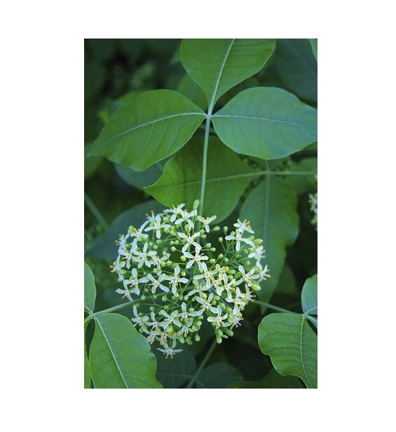 Super Wafer Ash Seeds Pcs 5 Samaria Elm Ptelea Trifoliata