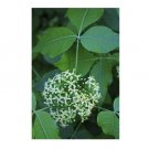 Super Wafer Ash Seeds Pcs 5 Samaria Elm Ptelea Trifoliata