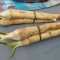 Super Horseseradish Seeds Pcs 10 Raifort Armoracia Rusticana Wasabi Alsatian