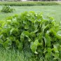 Super Horseseradish Seeds Pcs 10 Raifort Armoracia Rusticana Wasabi Alsatian