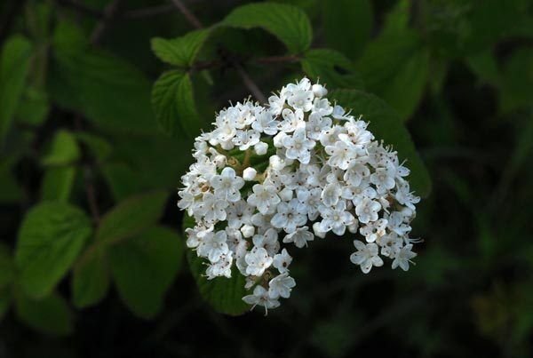 Super Viburnum Ichangense Rare Seeds Pcs 6 Fragrant