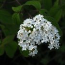 Super Viburnum Ichangense Rare Seeds Pcs 6 Fragrant