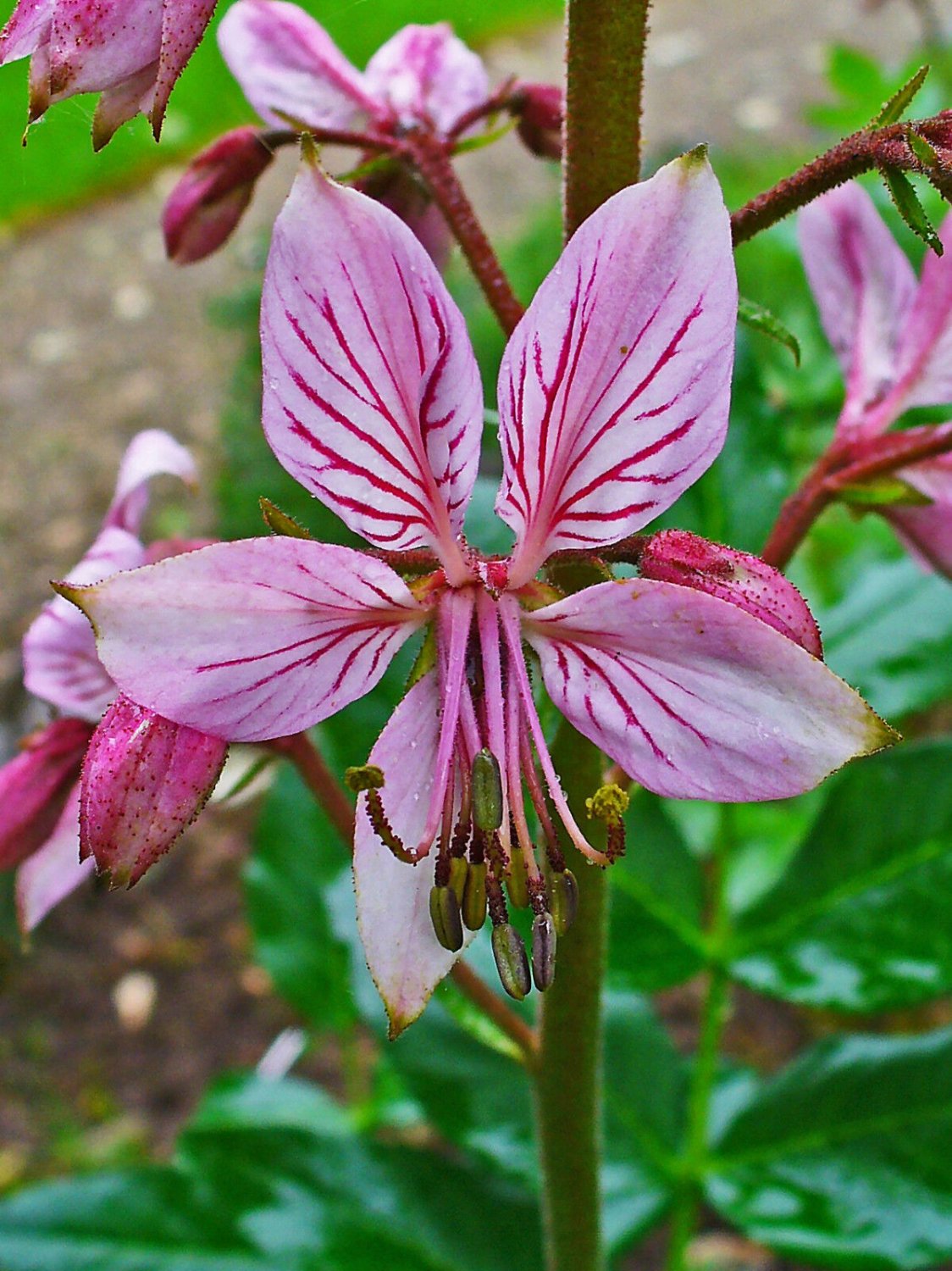 Super Gas Lighting Plant Seeds Pcs 4 Dictamnus Albus Fraxinelle