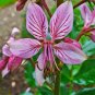 Super Gas Lighting Plant Seeds Pcs 4 Dictamnus Albus Fraxinelle