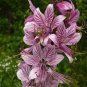 Super Gas Lighting Plant Seeds Pcs 4 Dictamnus Albus Fraxinelle