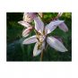 Super Gas Lighting Plant Seeds Pcs 4 Dictamnus Albus Fraxinelle